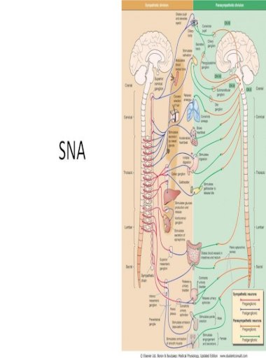 sistemul nervos în lanț