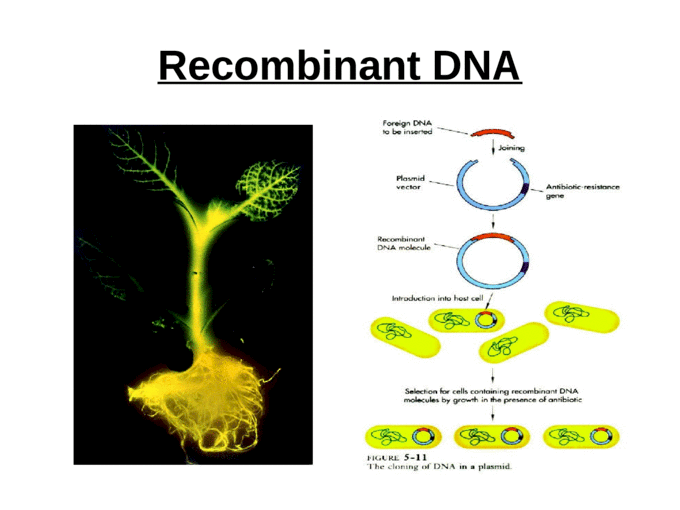 BIOTECHNOLOGY Some examples….. Recombinant DNA Transgenic ...