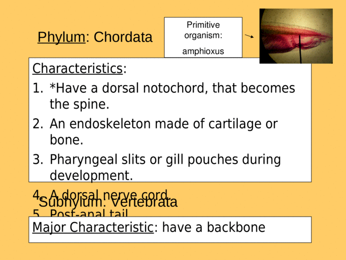 Phylum Chordata Subphylum Vertebrata  Classes 